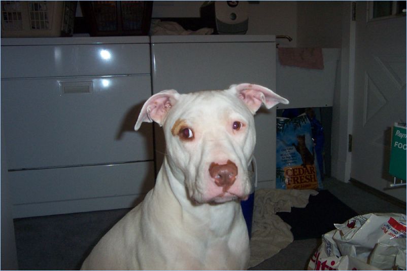 Odin