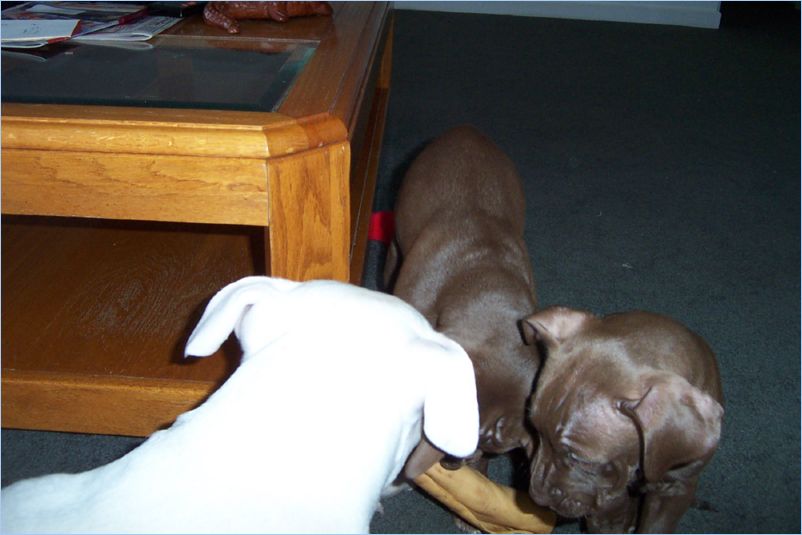 Odin Thor and Ginger