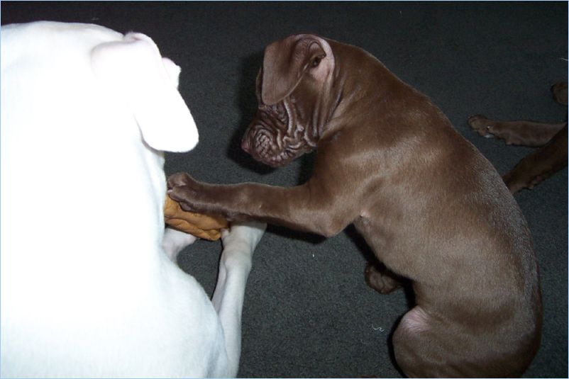 Oding and Thor