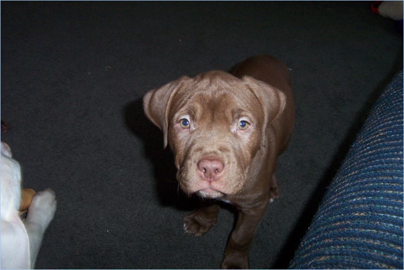 Thor