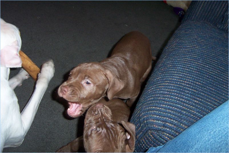 Odin Thor and Ginger