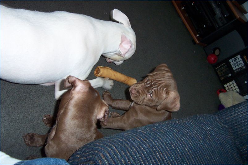 Odin Thor and Ginger