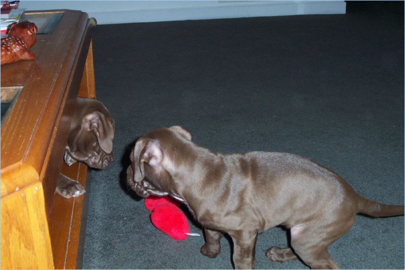 Thor and Ginger