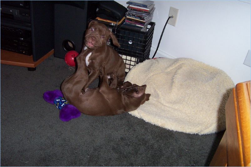 Thor and Ginger