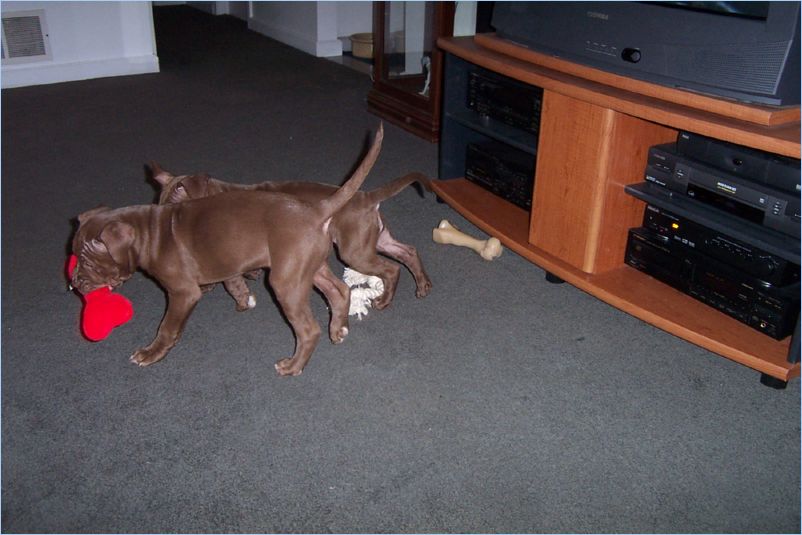 Thor and Ginger