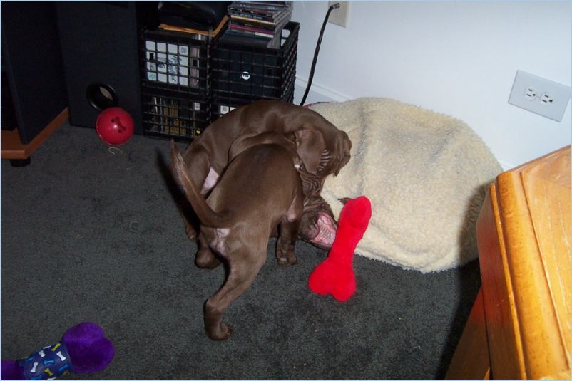 Thor and Ginger