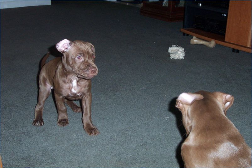 Thor and Ginger