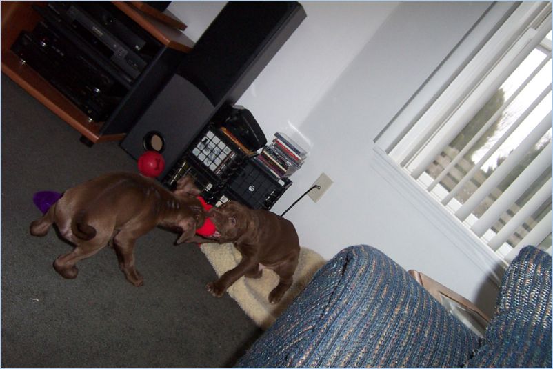 Thor and Ginger