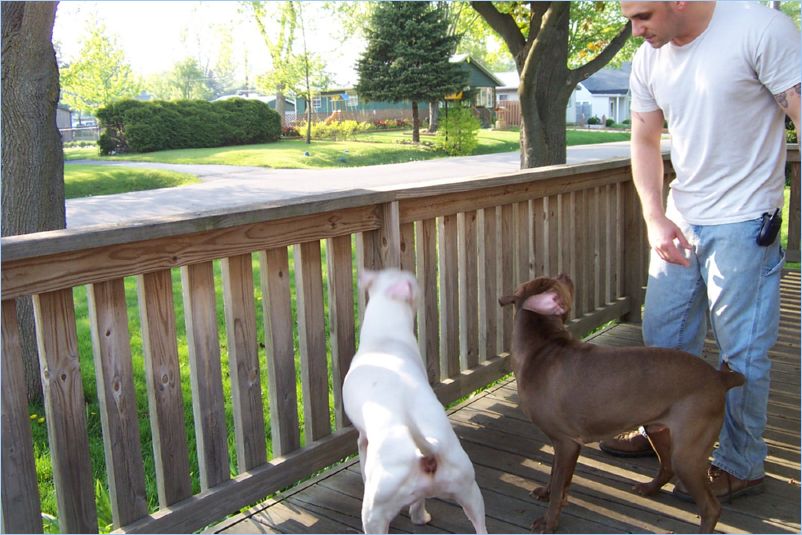 Odin Thor and Zach