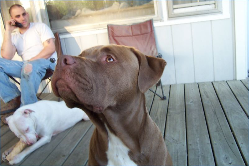 Odin Thor and Zach