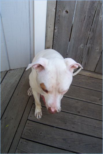 Odin