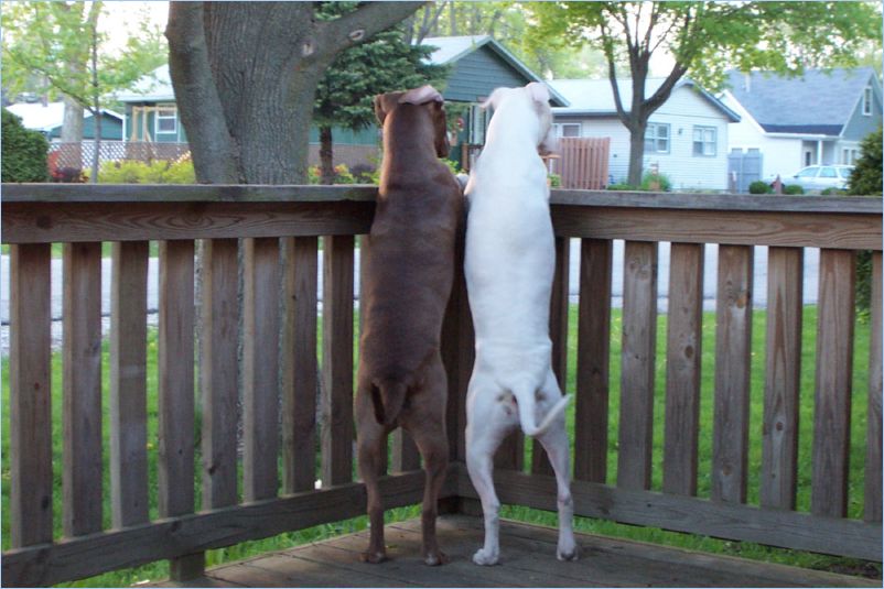 Odin and Thor
