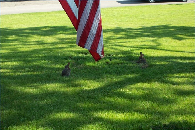 Rabbits